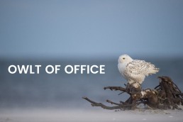 out-of-officemails