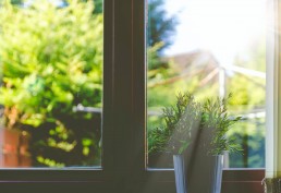 Wat Hebben We Deze Maand Geleerd? April 2020 Plant voor raam