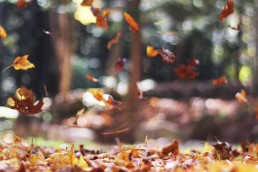 Gekleurde bladeren die vallen in een bos in een herfstachtig tafereel