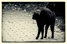 vrijdag-de-dertiende-ongeluksdag-ongeluksgetal-zwarte-kat